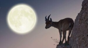 luna llena en capricornio